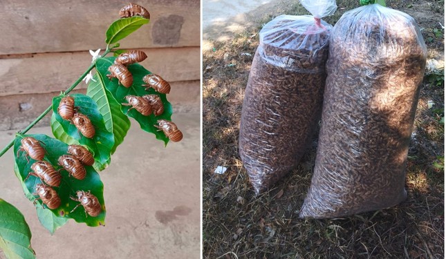 Thực hư xác ve sầu được thu mua giá tiền triệu - Ảnh 3