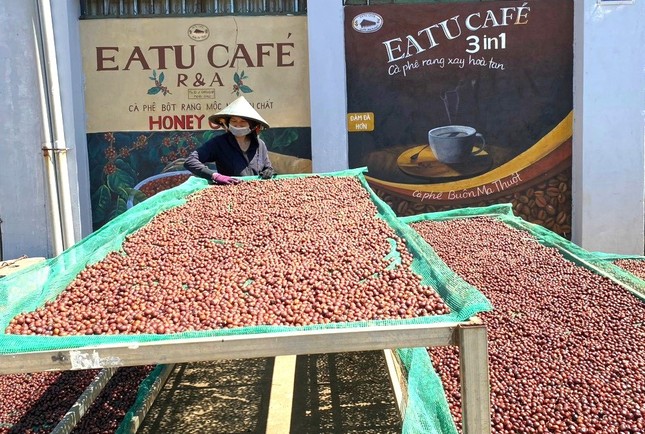 Động thái lạ của đơn vị chế biến khi giá cà phê tăng phi mã - Ảnh 3