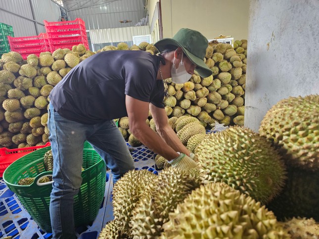 Thủ phủ sầu riêng Đắk Lắk kiến nghị gì sau vụ 30 lô hàng bị nhiễm cadimi? - Ảnh 1