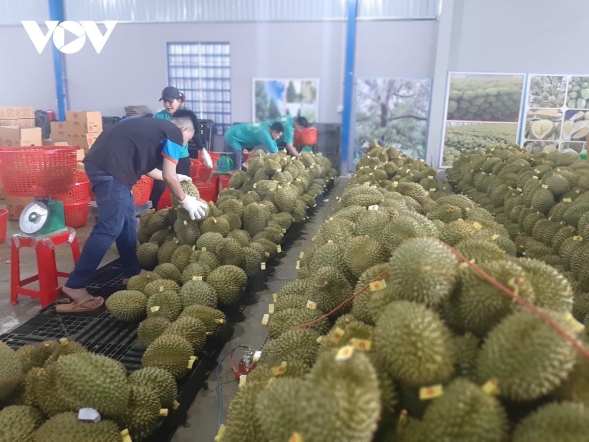 Giá sầu riêng giảm mạnh, nhà vườn vẫn lãi - Ảnh 2