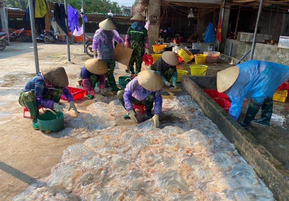 Vớt "vàng trắng" trên biển, ngư dân Thanh Hóa kiếm tiền triệu mỗi ngày - Ảnh 5