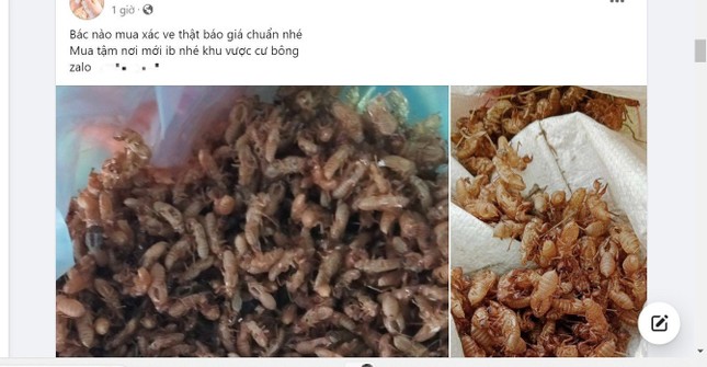 Thực hư xác ve sầu được thu mua giá tiền triệu - Ảnh 1