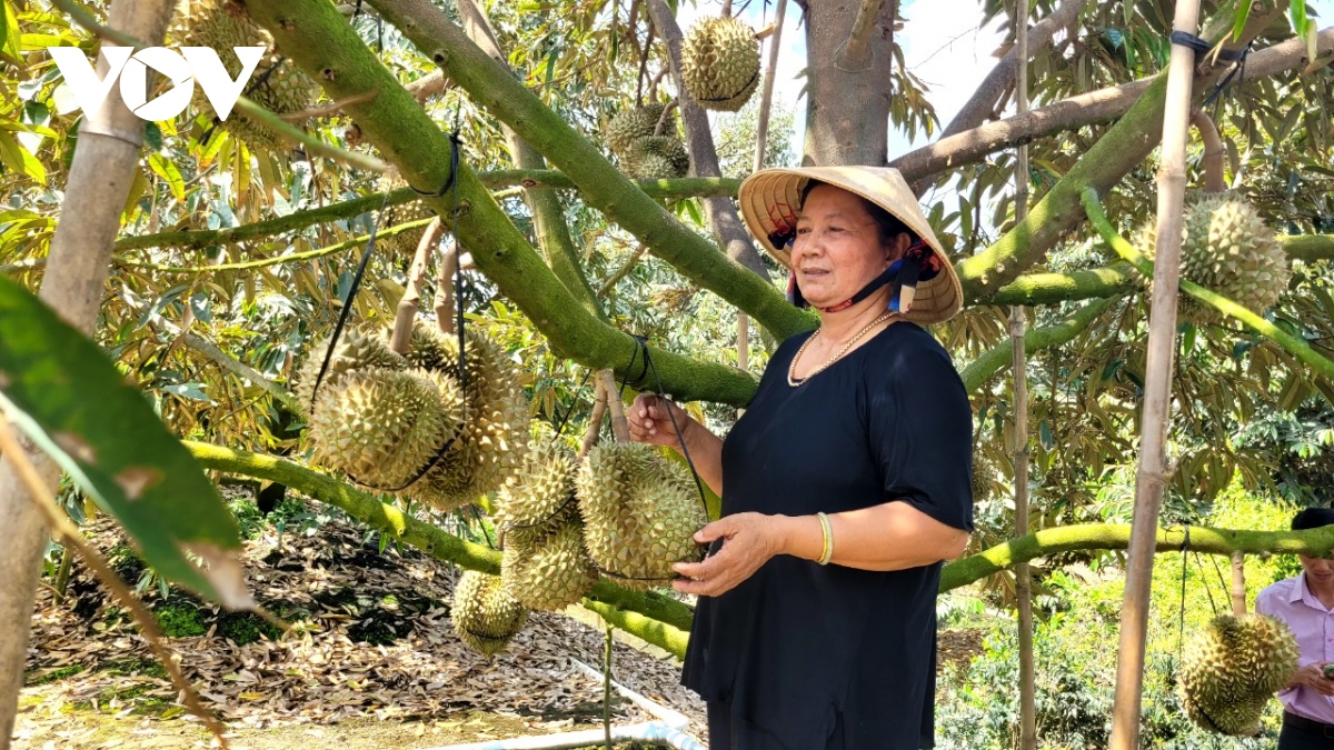 Trái sầu riêng giá ổn định ở mức cao, nhà vườn phấn khởi - Ảnh 1