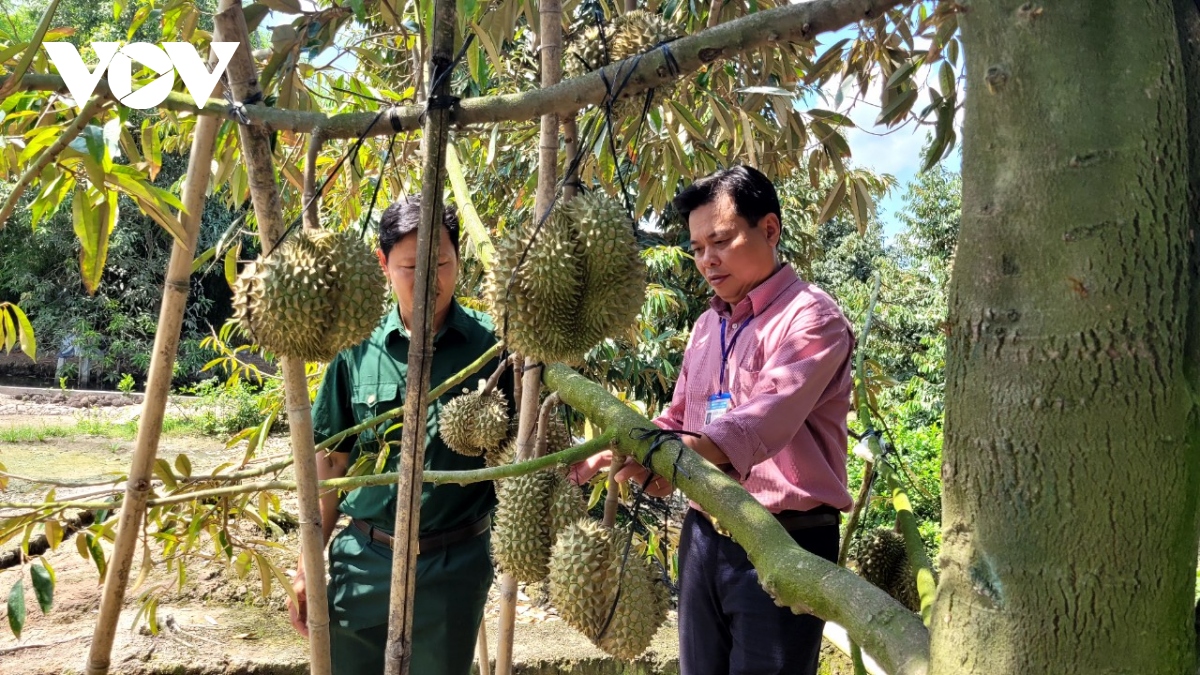 Trái sầu riêng giá ổn định ở mức cao, nhà vườn phấn khởi - Ảnh 2