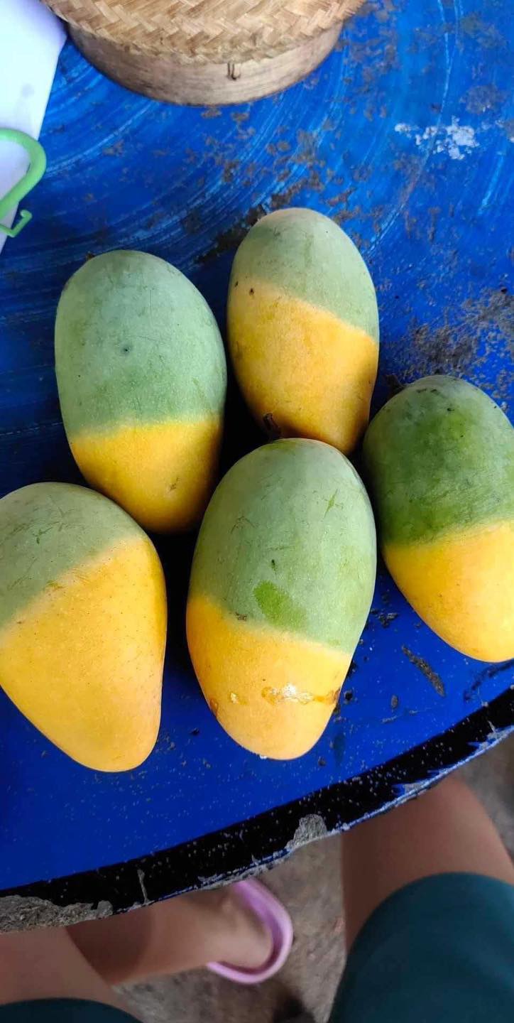 Cây xoài "độc lạ" nhất MXH: Nửa quả vàng ươm, nửa quả vẫn còn "xanh ngắt" - Ảnh 1