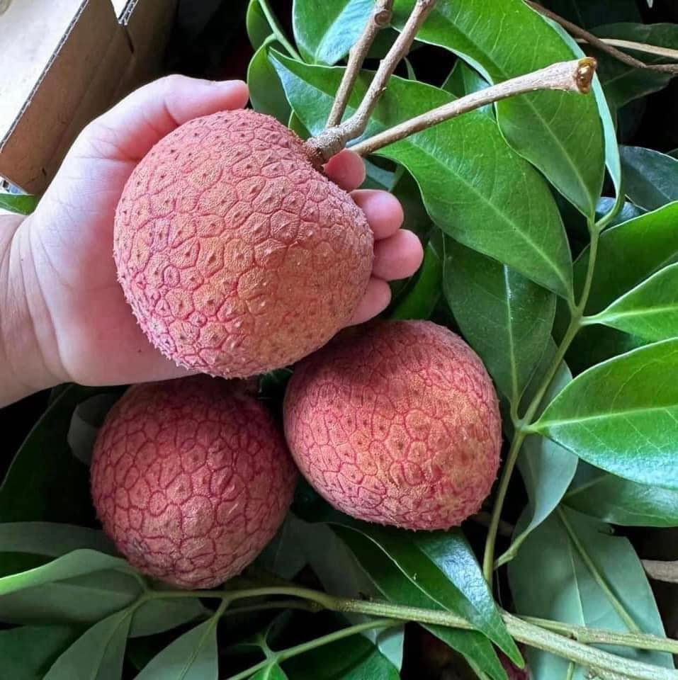 Xuất hiện quả vải "siêu to khổng lồ" ngang bàn tay người, cư dân mạng săn lùng tìm mua - Ảnh 1