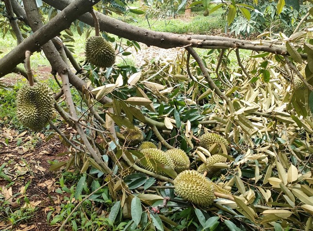 Xót xa cảnh sầu riêng rụng la liệt sau trận mưa lớn kèm gió mạnh ở Gia Lai - Ảnh 3