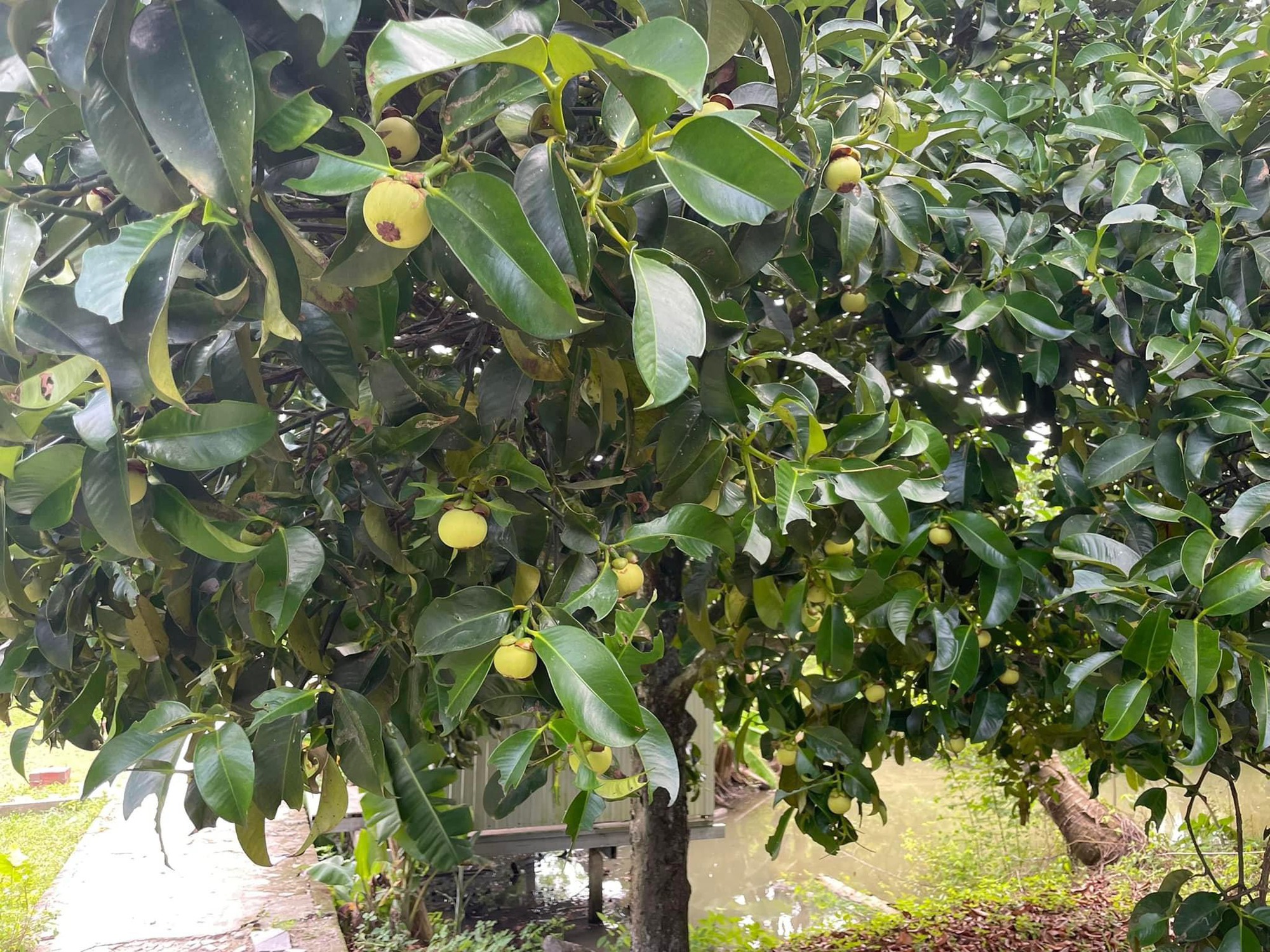 Măng cụt gọt sẵn vẫn đắt đỏ dù món gỏi gà măng cụt hết "hot" - Ảnh 1