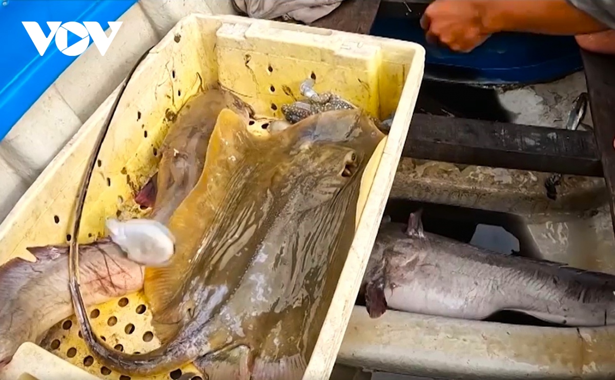 Giăng câu không cần mồi, bắt đủ thứ tôm cá ở Cà Mau - Ảnh 10