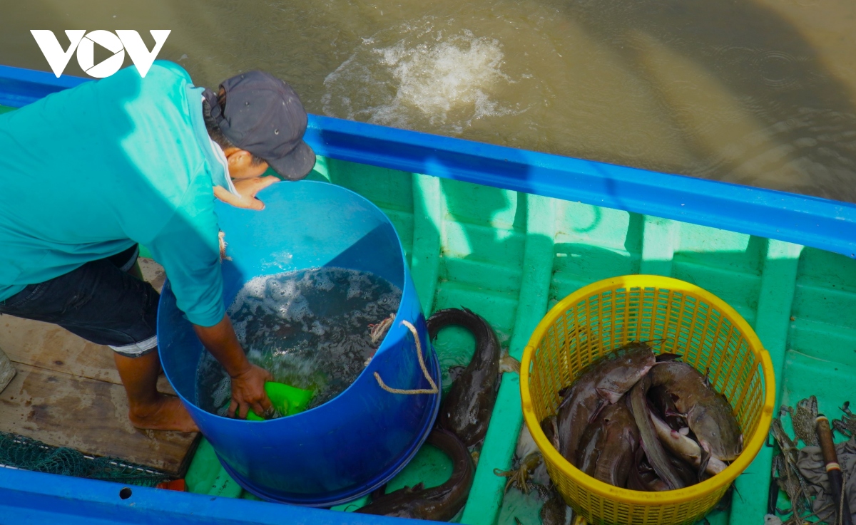 Giăng câu không cần mồi, bắt đủ thứ tôm cá ở Cà Mau - Ảnh 12