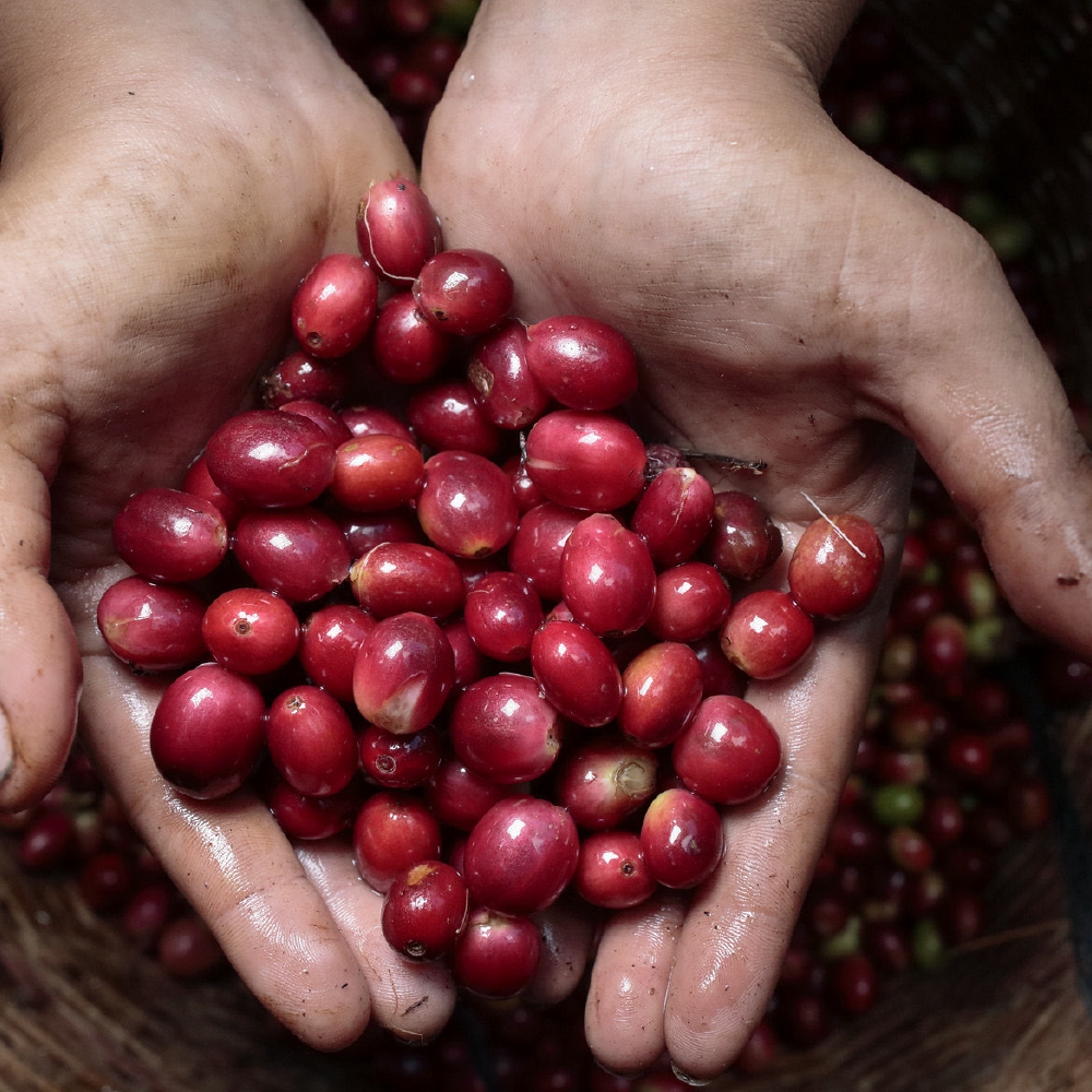 Việt Nam mới có thêm một loại cà phê đặc sản, vừa "chào sân" ở Mỹ đã cháy hàng sau 2 ngày - Ảnh 1