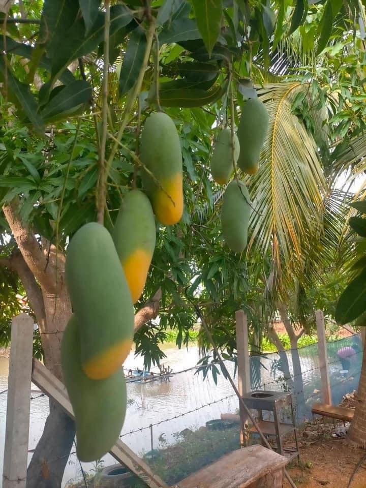 Cây xoài "độc lạ" nhất MXH: Nửa quả vàng ươm, nửa quả vẫn còn "xanh ngắt" - Ảnh 2