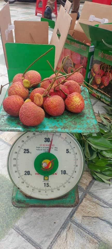 Xuất hiện quả vải "siêu to khổng lồ" ngang bàn tay người, cư dân mạng săn lùng tìm mua - Ảnh 2