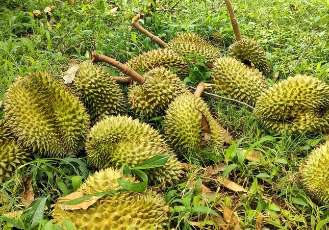 Xót xa cảnh sầu riêng rụng la liệt sau trận mưa lớn kèm gió mạnh ở Gia Lai - Ảnh 2