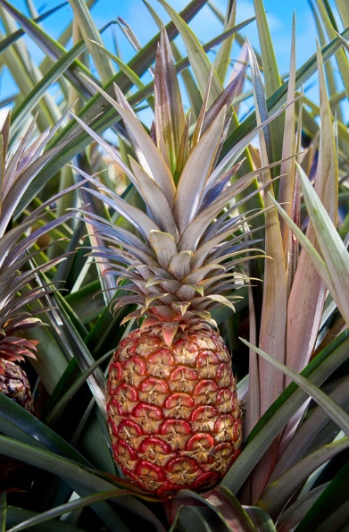 Trào lưu hoa quả thượng lưu siêu đắt đỏ xuất hiện tại Mỹ - Ảnh 1