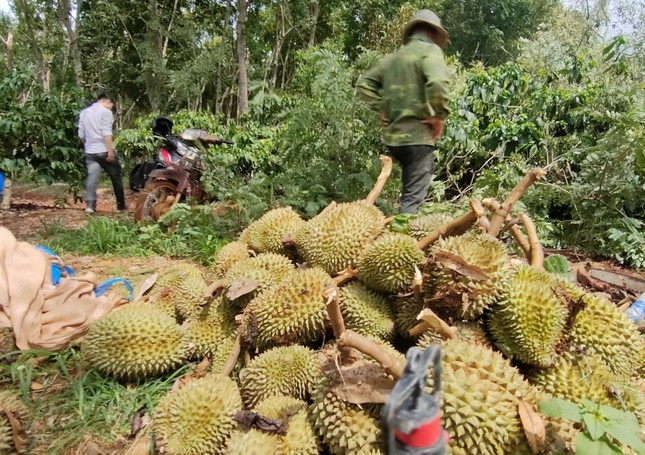 Xót xa cảnh sầu riêng rụng la liệt sau trận mưa lớn kèm gió mạnh ở Gia Lai - Ảnh 4