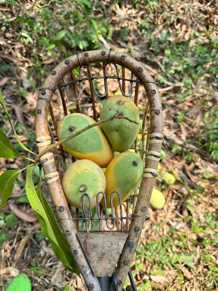 Cây xoài "độc lạ" nhất MXH: Nửa quả vàng ươm, nửa quả vẫn còn "xanh ngắt" - Ảnh 3