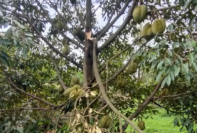 Xót xa cảnh sầu riêng rụng la liệt sau trận mưa lớn kèm gió mạnh ở Gia Lai - Ảnh 5