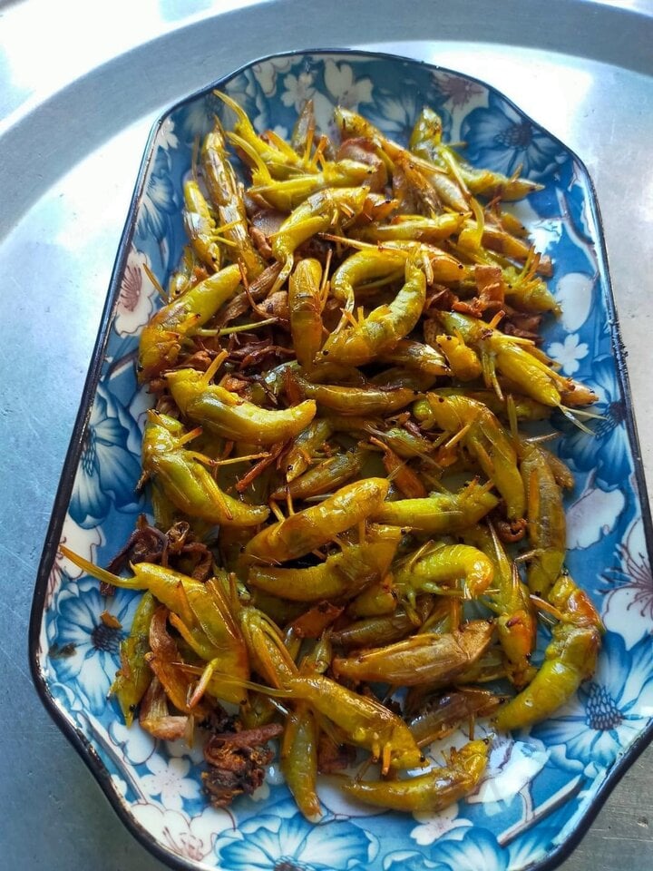 Loại côn trùng bay đầy đồng lúa có giá bán cao bất ngờ - Ảnh 3