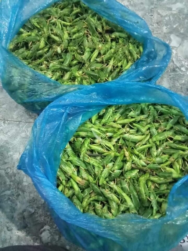 Loại côn trùng bay đầy đồng lúa có giá bán cao bất ngờ - Ảnh 2