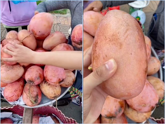 Cây xoài "độc lạ" nhất MXH: Nửa quả vàng ươm, nửa quả vẫn còn "xanh ngắt" - Ảnh 9