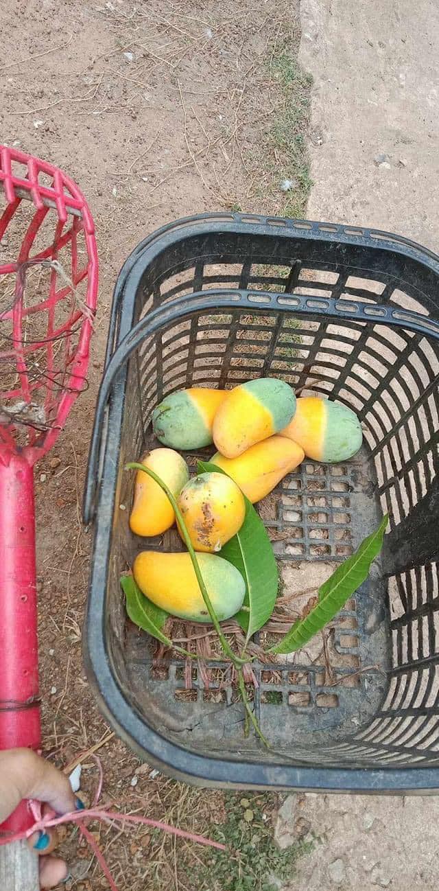 Cây xoài "độc lạ" nhất MXH: Nửa quả vàng ươm, nửa quả vẫn còn "xanh ngắt" - Ảnh 5