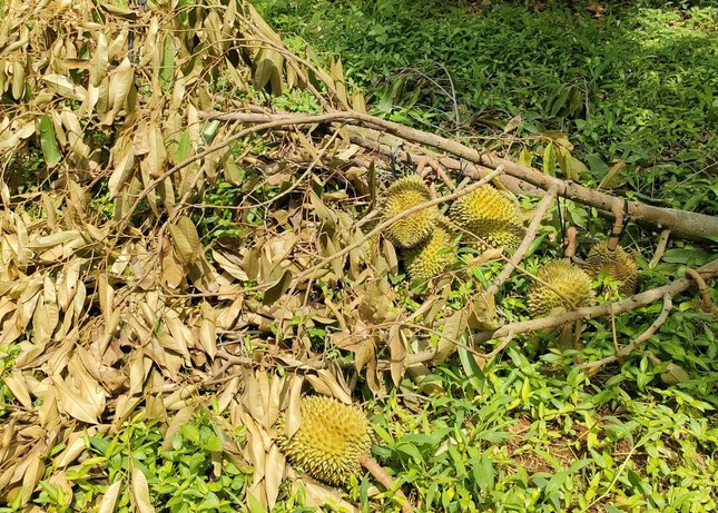 Xót xa cảnh sầu riêng rụng la liệt sau trận mưa lớn kèm gió mạnh ở Gia Lai - Ảnh 7