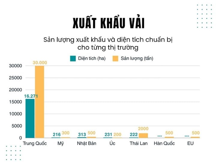 Vải thiều mất mùa, doanh nghiệp giảm sản lượng xuất khẩu - Ảnh 6