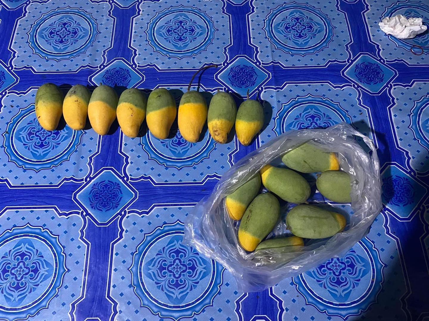 Cây xoài "độc lạ" nhất MXH: Nửa quả vàng ươm, nửa quả vẫn còn "xanh ngắt" - Ảnh 6