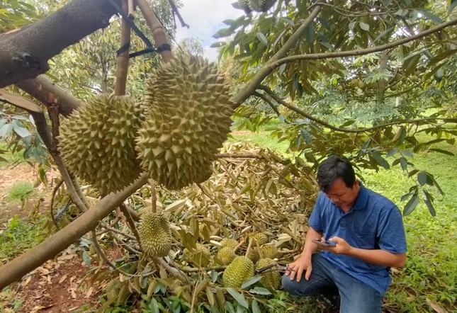 Xót xa cảnh sầu riêng rụng la liệt sau trận mưa lớn kèm gió mạnh ở Gia Lai - Ảnh 6