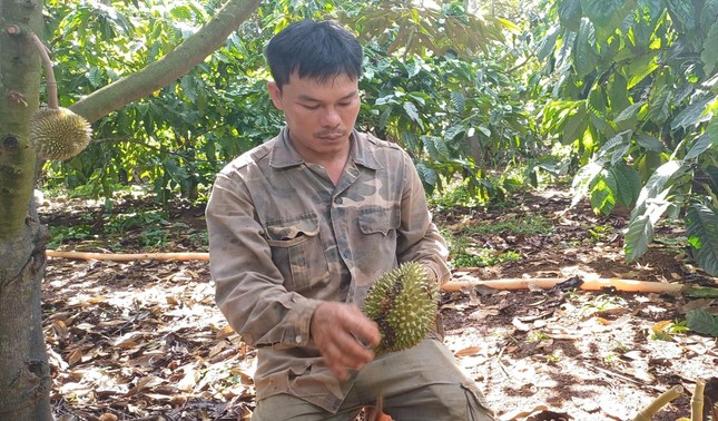 Vườn cây tiền tỷ liên tiếp bị phá hoại - Ảnh 1