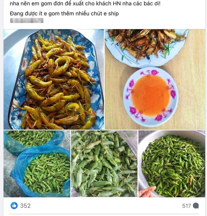 Loại côn trùng bay đầy đồng lúa có giá bán cao bất ngờ - Ảnh 1