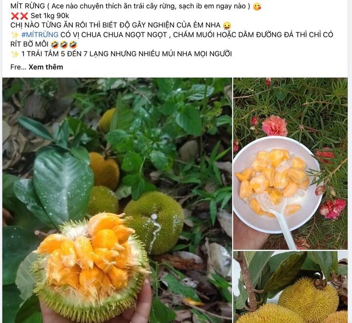 Khách săn lùng mít tí hon quả bằng nắm tay, có vị chua độc lạ - Ảnh 1