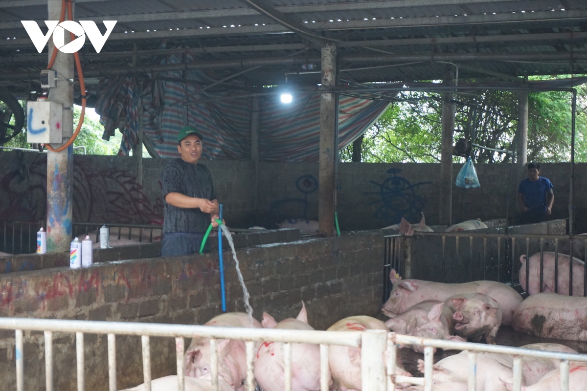 Giá lợn hơi tăng cao, dự báo vẫn còn tiếp tục tăng - Ảnh 1