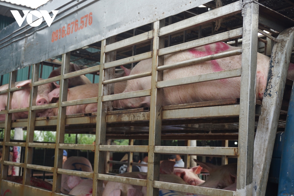 Giá lợn hơi tăng cao, dự báo vẫn còn tiếp tục tăng - Ảnh 3
