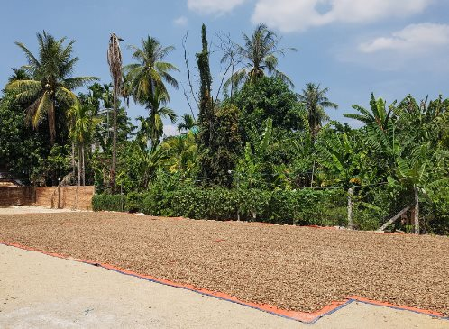 Xuất khẩu 98% loại 'hạt vàng hạt bạc' này sang Việt Nam, người Campuchia tiếc nuối: 'sản phẩm của chúng ta ngon, chất lượng tốt nhưng thiếu công nghệ chế biến' - Ảnh 1