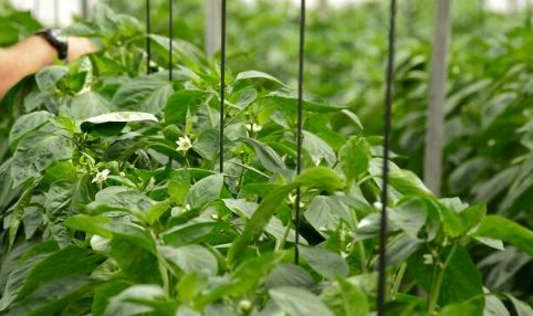 Loại quả 'nhỏ nhưng có võ' của Việt Nam được Trung Quốc ồ ạt thu mua: Nhu cầu toàn cầu lên đến 4.000 tấn, nước ta là ‘ông trùm’ thứ 2 thế giới - Ảnh 1