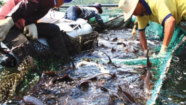 Việt Nam sở hữu một mặt hàng dẫn đầu thế giới về sản lượng: Thu hơn nửa tỷ USD kể từ đầu năm, Mỹ tăng 'chốt đơn' hàng chục lần - Ảnh 1