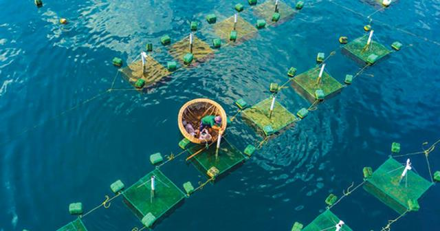 Mang về gần 3 tỷ USD trong 4 tháng đầu năm, báu vật dưới nước của Việt Nam nhận tin vui từ khách sộp - hứa hẹn hái ra tiền trong tương lai - Ảnh 1