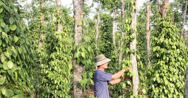 Vượt qua mọi đối thủ, một mặt hàng giúp Việt Nam 'làm trùm' tại Mỹ: Chiếm trọn 80% thị phần, thu về hơn 200 triệu USD từ đầu năm