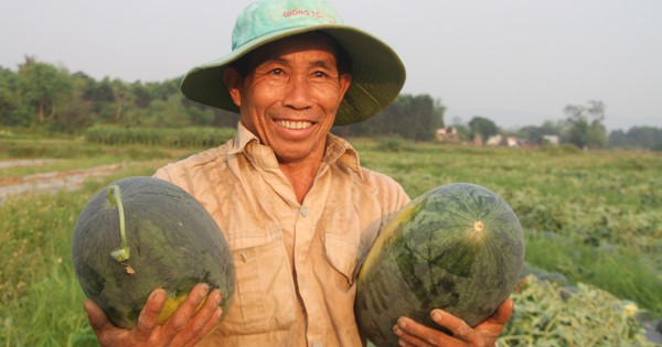 Dưa hấu được mùa được giá, nông dân Quảng Nam "trúng lớn"