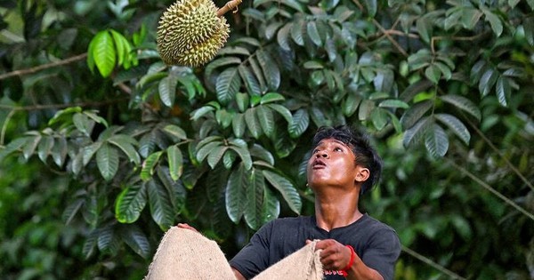 Hạn hán, nắng nóng 40 độ 'tấn công' các vườn sầu riêng Thái Lan - nông dân lo sợ 'tương lai của sầu riêng sẽ kết thúc'