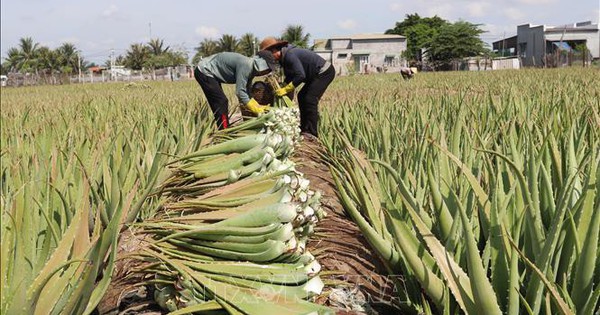 Nha đam Ninh Thuận hút hàng mùa nắng nóng