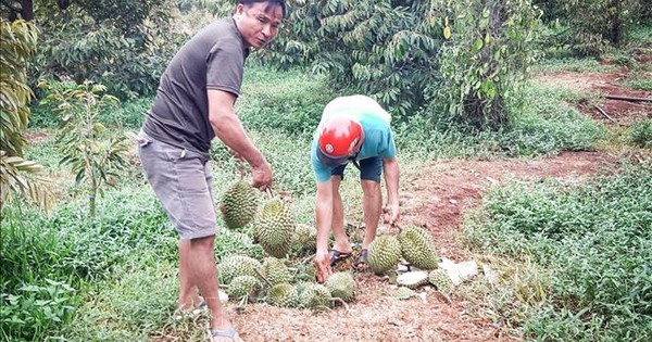 Mưa dông đầu mùa khiến sầu riêng tại Gia Lai rụng trái la liệt