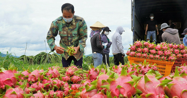 Châu Âu cảnh báo quan trọng về thanh long, đậu bắp Việt Nam