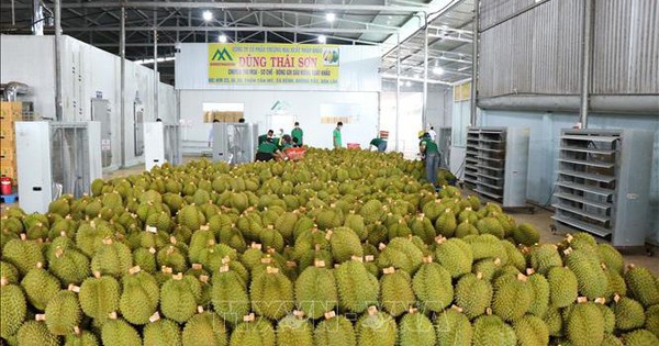 Sầu riêng Việt Nam xuất khẩu sang Trung Quốc tăng mạnh