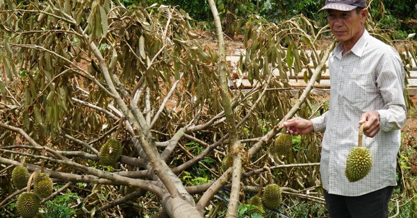 Thời tiết thất thường, người trồng sầu riêng thiệt hại nặng