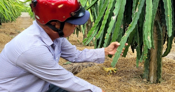 Thanh long tăng giá, nhà vườn ngày đêm canh giữ cây