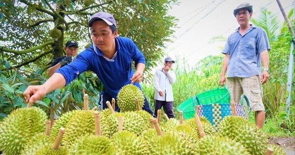 Xuất khẩu sầu riêng: Bao giờ có bộ tiêu chuẩn quốc gia?