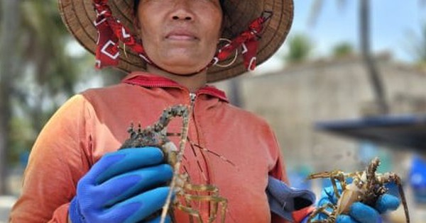 Hơn 60 tấn tôm hùm bị chết ở Phú Yên, người nuôi cay đắng bán giá 50.000 đồng/kg